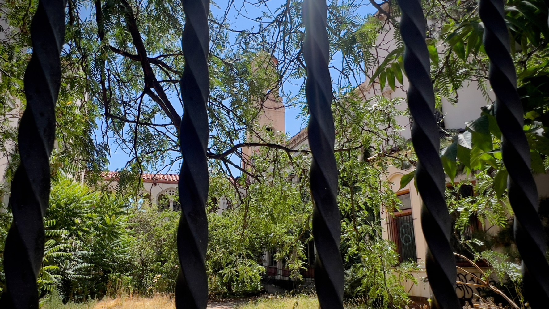 a close up of a tree